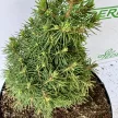 Cukorsüvegfenyő - Picea glauca 'Piccolo'