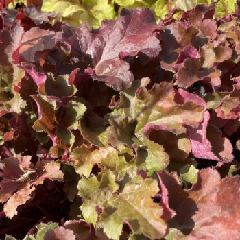 Heuchera 'Creme Brulee' – Tűzeső D14
