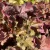 Heuchera 'Creme Brulee' – Tűzeső D14