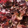 Heuchera 'Creme Brulee' – Tűzeső D14