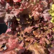 Heuchera 'Creme Brulee' – Tűzeső D14