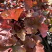 Heuchera 'Creme Brulee' – Tűzeső D14