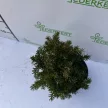 Tiszafa - Taxus x media 'Rising Star'