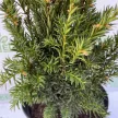 Tiszafa - Taxus x media 'Rising Star'