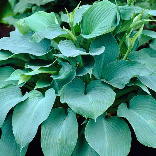 Árnyékliliom - Hosta 'Blue Angel'