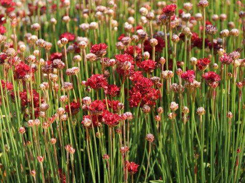 Széleslevelű pázsitszegfű - Armeria pseudarmeria 'Ballerina Red'