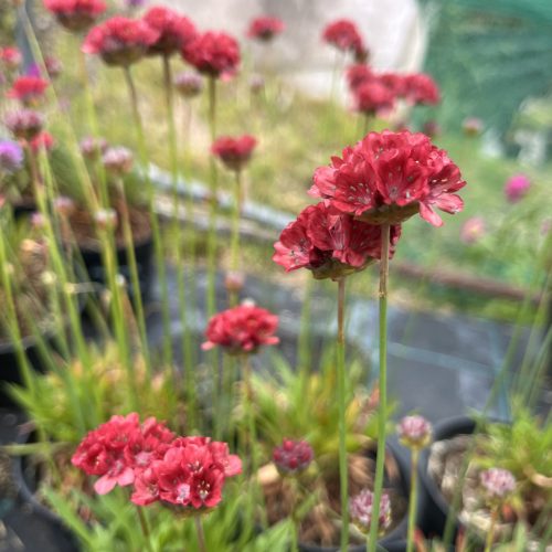 Széleslevelű pázsitszegfű - Armeria pseudarmeria 'Ballerina Red'