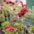 Széleslevelű pázsitszegfű - Armeria pseudarmeria 'Ballerina Red'