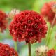 Széleslevelű pázsitszegfű - Armeria pseudarmeria 'Ballerina Red'