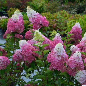   Bugás hortenzia - Hydrangea paniculata 'Fraise Melba'
