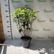 Bugás hortenzia - Hydrangea paniculata 'Fraise Melba'