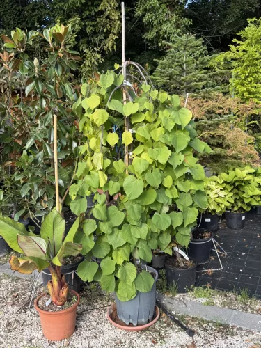 Cercis canadiensis 'Golden Fall' - Júdásfa K18 150/200