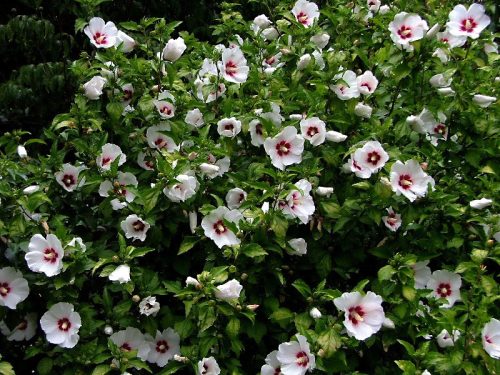 Hibiszkusz / mályvacserje - Hibiscus syriacus 'Red Heart'