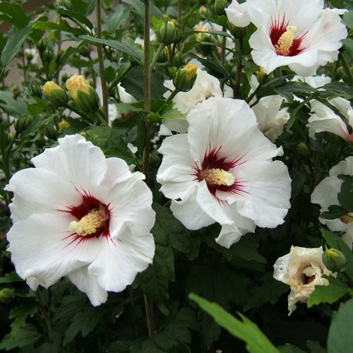 Hibiszkusz / mályvacserje - Hibiscus syriacus 'Red Heart'