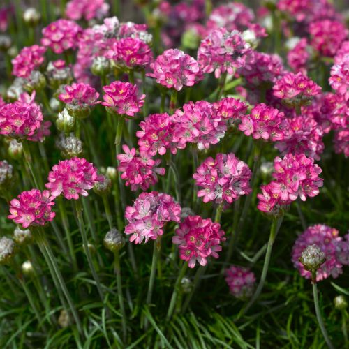 Pázsitszegfű - Armeria maritima 'Armada Pink'