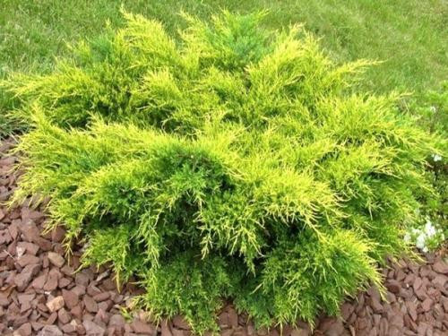 Sárga levelű kúszóboróka - Juniperus x pfitzeriana 'Old Gold'