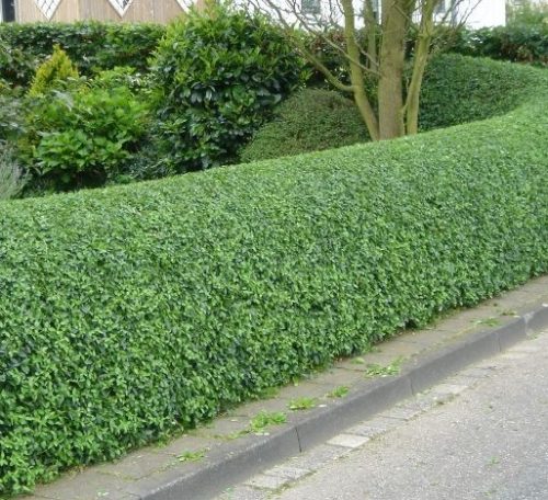 Törpe télizöld fagyal - Ligustrum ovalifolium 'Nünü'