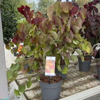   Cercis canadensis 'Eternal Flame' – júdásfa K10 80/100