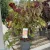 Cercis canadensis 'Eternal Flame' – júdásfa K10 80/100