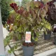 Cercis canadensis 'Eternal Flame' – júdásfa K10 80/100
