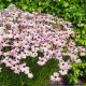 Menyecskeszem - Coreopsis 'Bloomsation Cameleon'