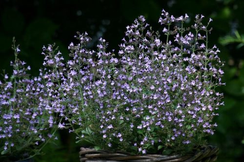 Mirigyes pereszlény - Calamintha nepeta 'Blue Cloud Strain'