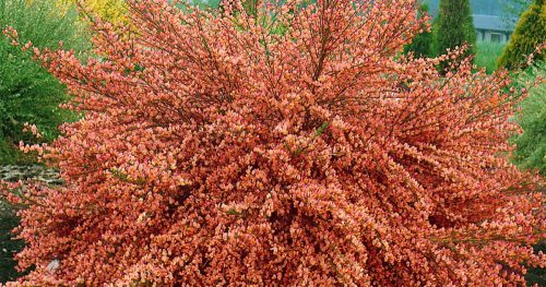 Zanót - Cytisus 'Frisia'