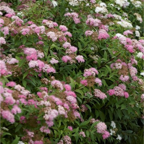 Gyöngyvessző - Spiraea japonica 'Genpei'