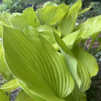 Árnyékliliom - Hosta ‘Age of Gold’
