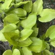 Árnyékliliom - Hosta ‘Age of Gold’