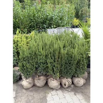 Taxus media ‘Hillii’ - Oszlopos tiszafa FL. 80/100