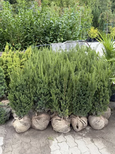 Taxus media ‘Hillii’ - Oszlopos tiszafa FL. 80/100