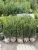 Taxus media ‘Hillii’ - Oszlopos tiszafa FL. 80/100