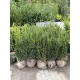 Taxus media ‘Hillii’ - Oszlopos tiszafa FL. 80/100
