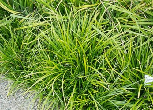 Tarka sás - Carex morrowii 'Irish Green'