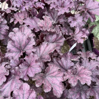 Heuchera 'Forever Purple' - Tűzeső K1,5 15/20