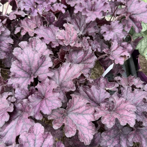 Heuchera 'Forever Purple' - Tűzeső K1,5 15/20