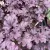 Heuchera 'Forever Purple' - Tűzeső K1,5 15/20