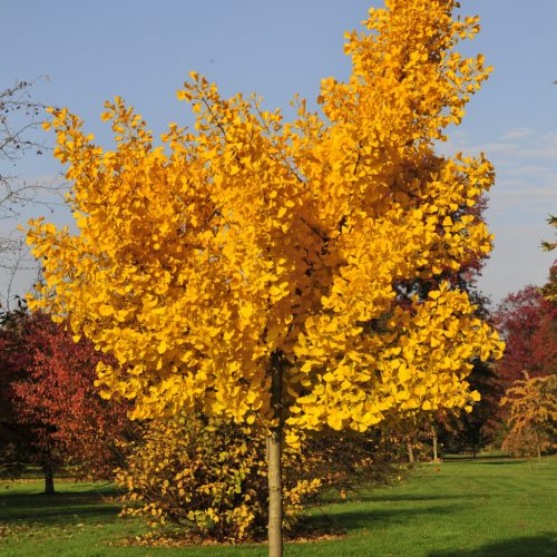 Páfrányfenyő - Ginkgo biloba