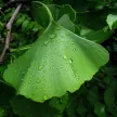 Páfrányfenyő - Ginkgo biloba