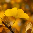Páfrányfenyő - Ginkgo biloba