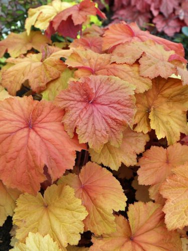 Tűzeső - Heuchera 'Caramel'