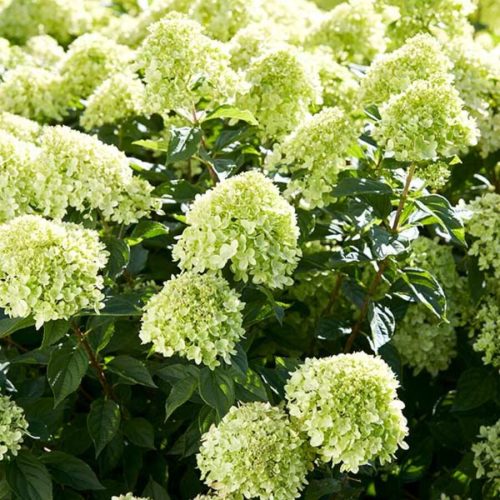 Bugás hortenzia - Hydrangea paniculata 'Little Lime'®