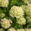 Bugás hortenzia - Hydrangea paniculata 'Little Lime'®