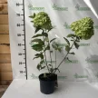 Bugás hortenzia - Hydrangea paniculata 'Little Lime'®
