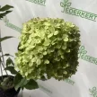 Bugás hortenzia - Hydrangea paniculata 'Little Lime'®