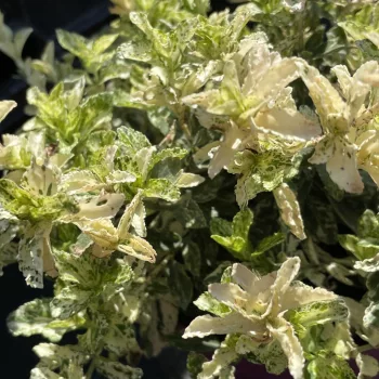   Euonymus fortunei 'Harlequin' – Kúszó kecskerágó K1,5
