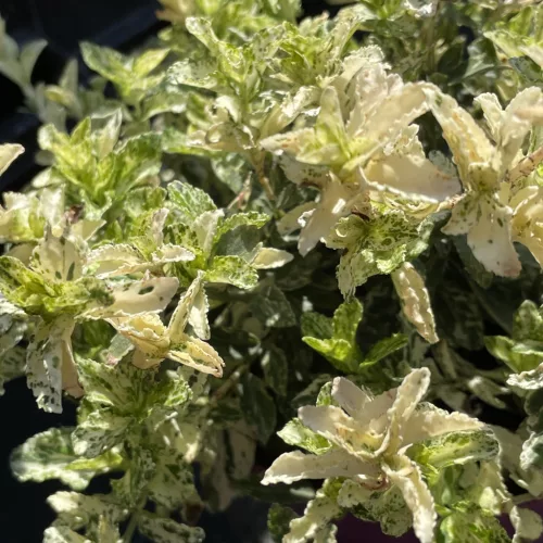 Euonymus fortunei 'Harlequin' – Kúszó kecskerágó K1,5