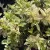 Euonymus fortunei 'Harlequin' – Kúszó kecskerágó K1,5