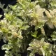Euonymus fortunei 'Harlequin' – Kúszó kecskerágó K1,5
